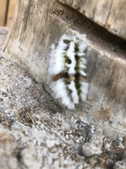Megalopyge defoliata