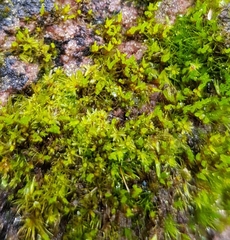 Leptodontium flexifolium