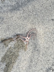 Ophiothrix spiculata image