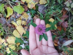 Trifolium pratense