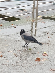 Corvus cornix