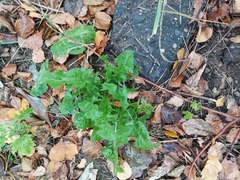 Taraxacum officinale