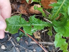 Taraxacum officinale