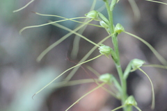 Peristylus tentaculatus