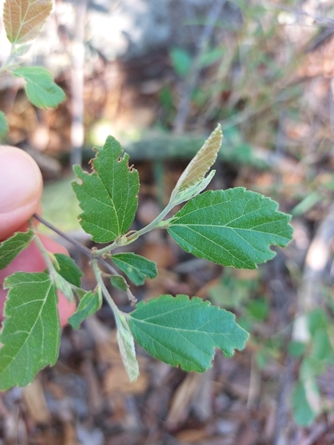 Image of Grewia rogersii by (c) Manuel R Popp, some rights reserved (CC BY)