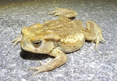 Bufo gargarizans