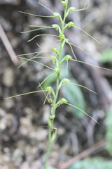 Peristylus tentaculatus