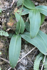 Peristylus tentaculatus