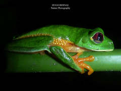 Agalychnis terranova