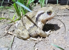 Bufo gargarizans