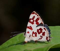 Anteros bracteata