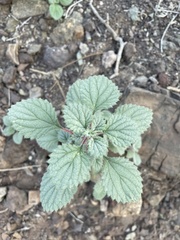 Forsskaolea