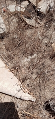 Magnoliopsida