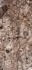 Angiospermae