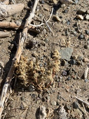 Anabasis brevifolia