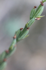 Peristylus tentaculatus