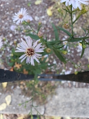 Symphyotrichum