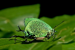 Arcas imperialis
