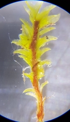 Leptodontium flexifolium