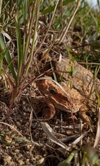 Phrynosoma braconnieri