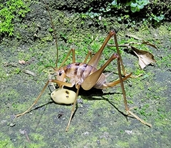 Dolichopoda