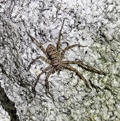 Heteropoda venatoria