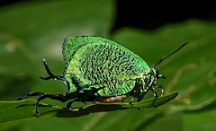 Arcas imperialis