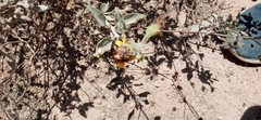 Asteraceae