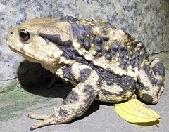Bufo gargarizans