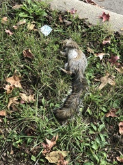 Sciurus carolinensis