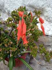 Stenomesson miniatum