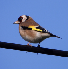Carduelis carduelis
