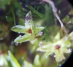 Leptodontium flexifolium