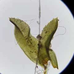 Leptodontium flexifolium