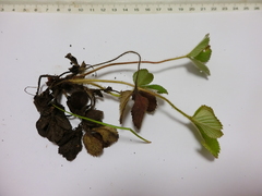 Fragaria nilgerrensis