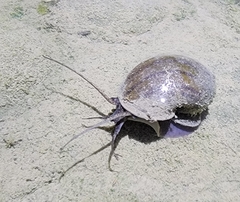 Pomacea canaliculata