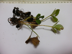 Fragaria nilgerrensis