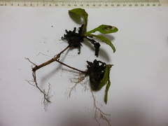 Fragaria nilgerrensis