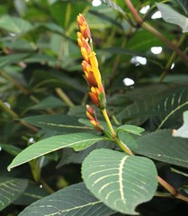 Sanchezia parvibracteata