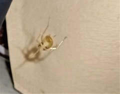 Micropholcus fauroti