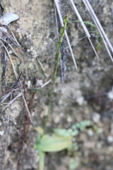 Peristylus tentaculatus