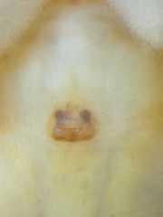 Clubiona sertungensis