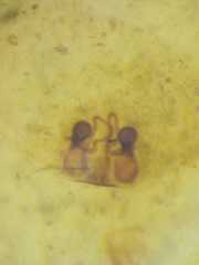 Clubiona sertungensis