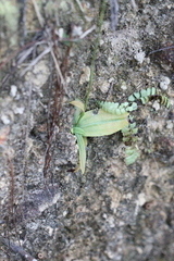 Peristylus tentaculatus