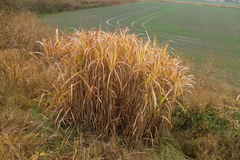 Miscanthus × longiberbis