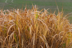 Miscanthus × longiberbis