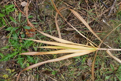 Miscanthus × longiberbis