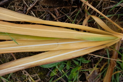 Miscanthus × longiberbis