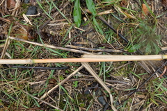 Miscanthus × longiberbis