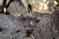 Micrauchenus lineola